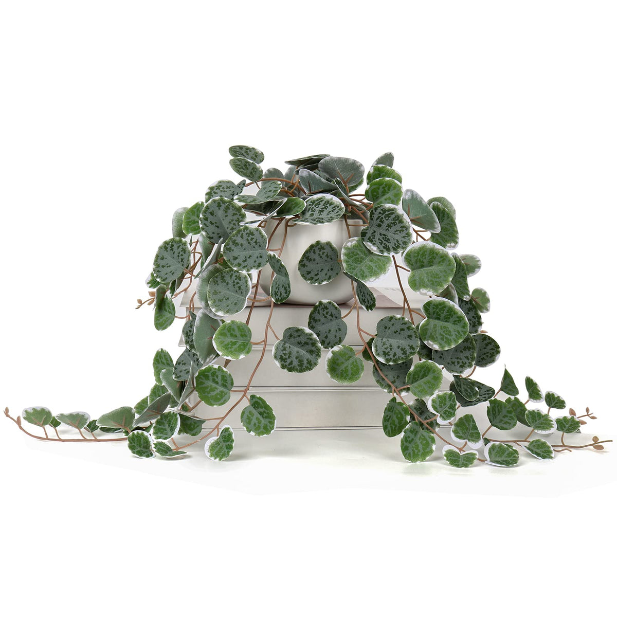 Briful string of hearts plant in ceramic pot with cascading vines for shelves