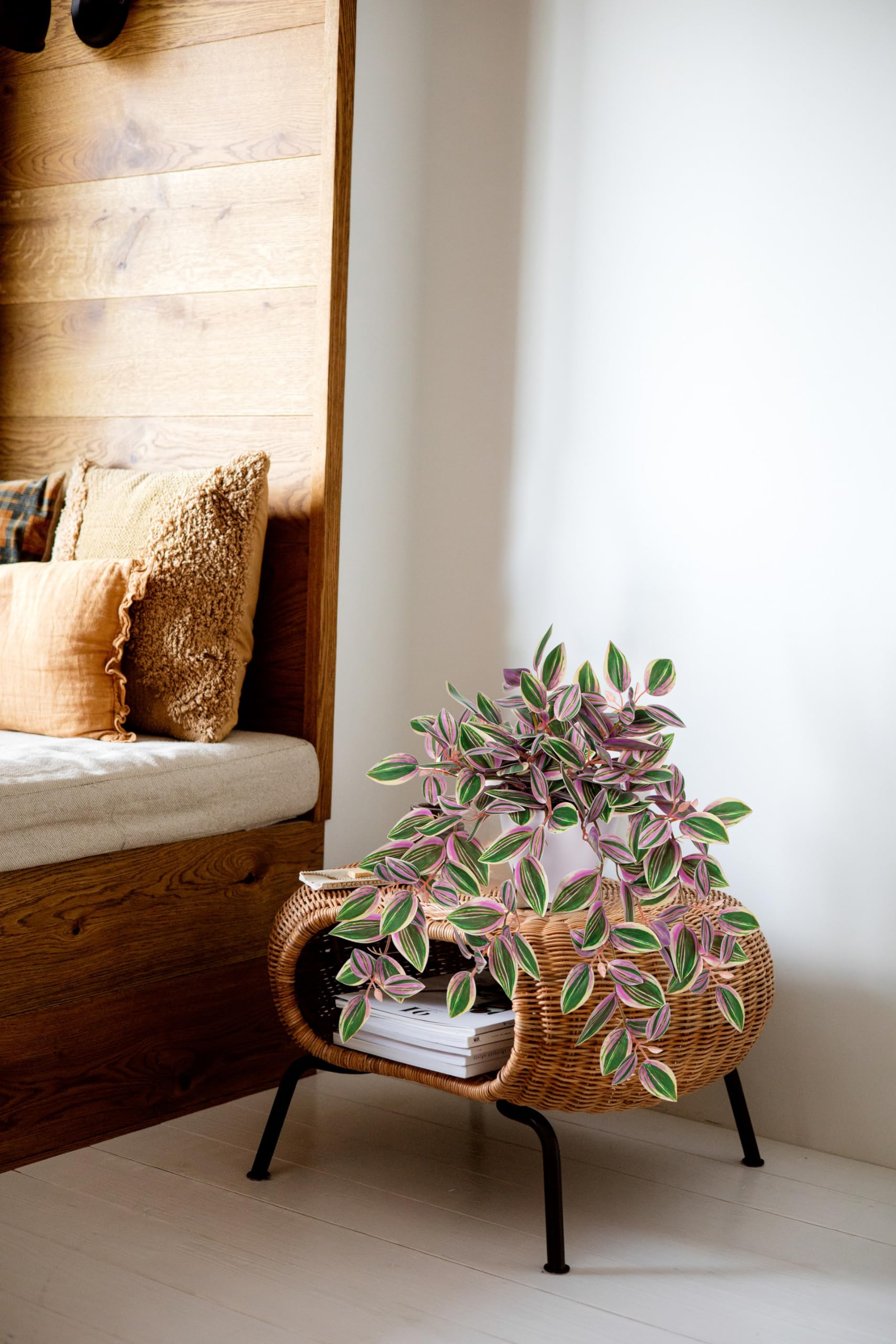 Briful Watermelon Peperomia bedroom and office decor with easy maintenance