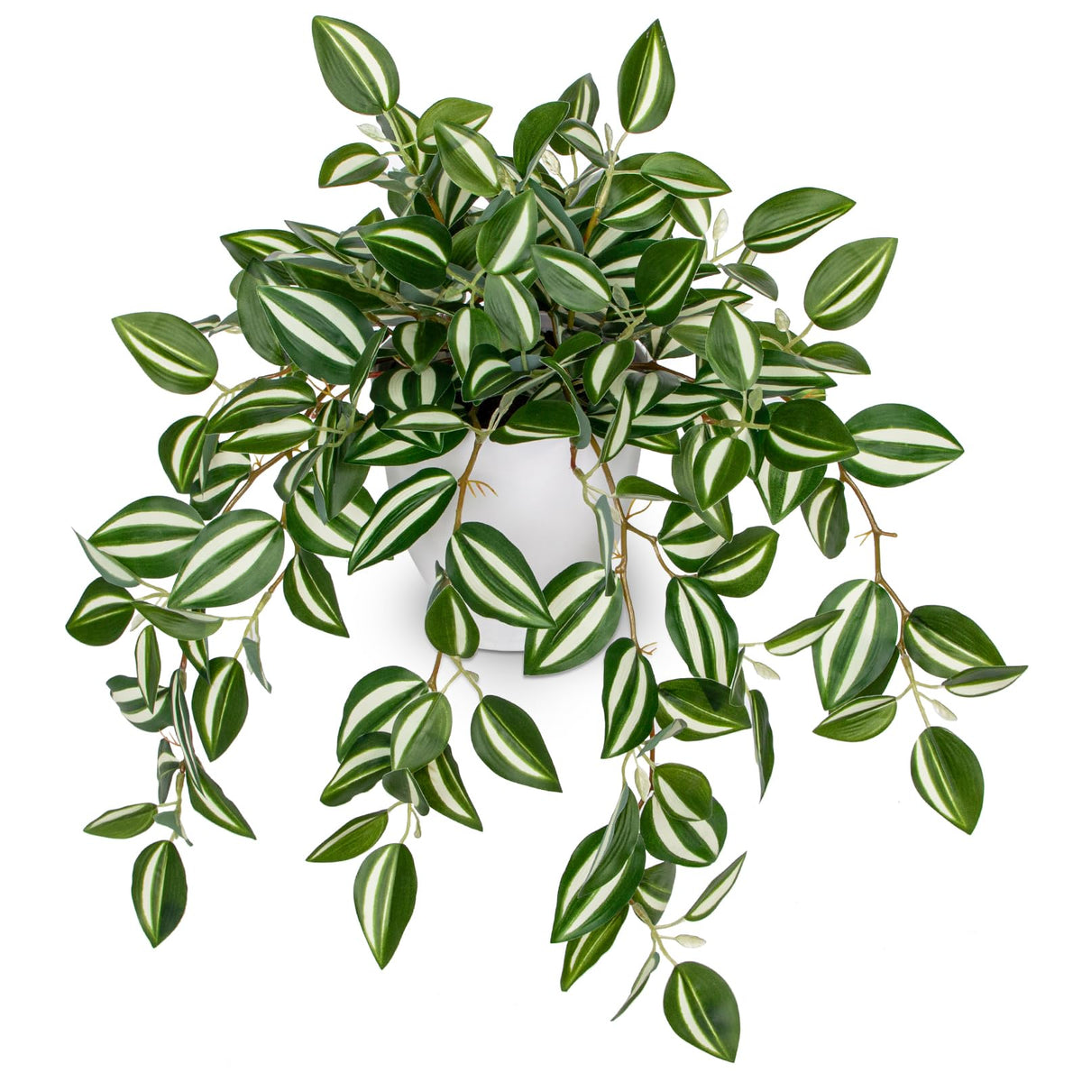 Briful Watermelon Peperomia cascading vine pot display adds instant greenery to any room.