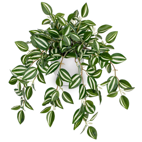 Briful Watermelon Peperomia cascading vine pot display adds instant greenery to any room.