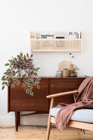 Briful Watermelon Peperomia compact 5.3 inch pot size for shelves