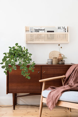 Briful Watermelon Peperomia trailing vine enhances shelves or desks with greenery.