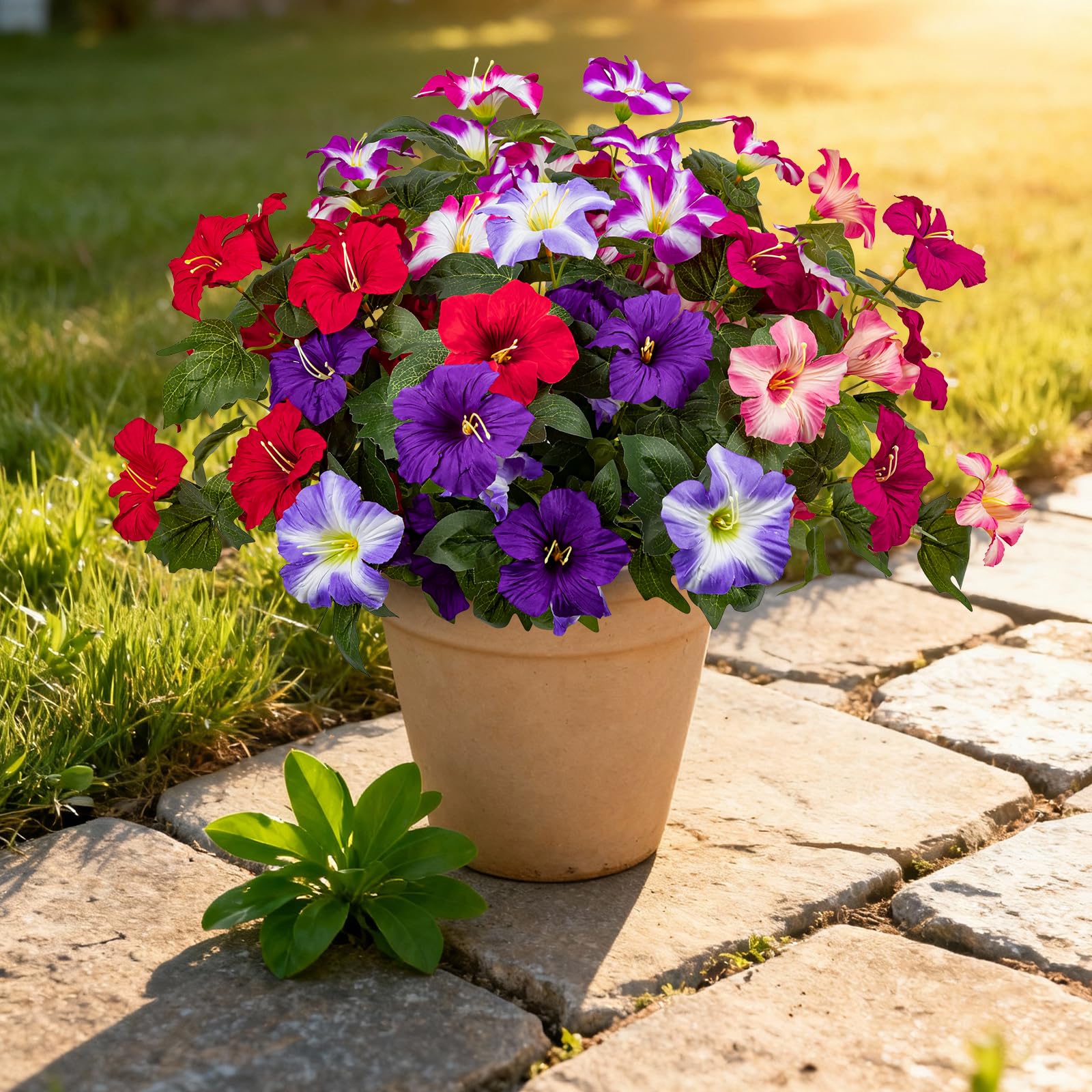 Versatile Brlita flowers for patios, window boxes, and indoor spaces