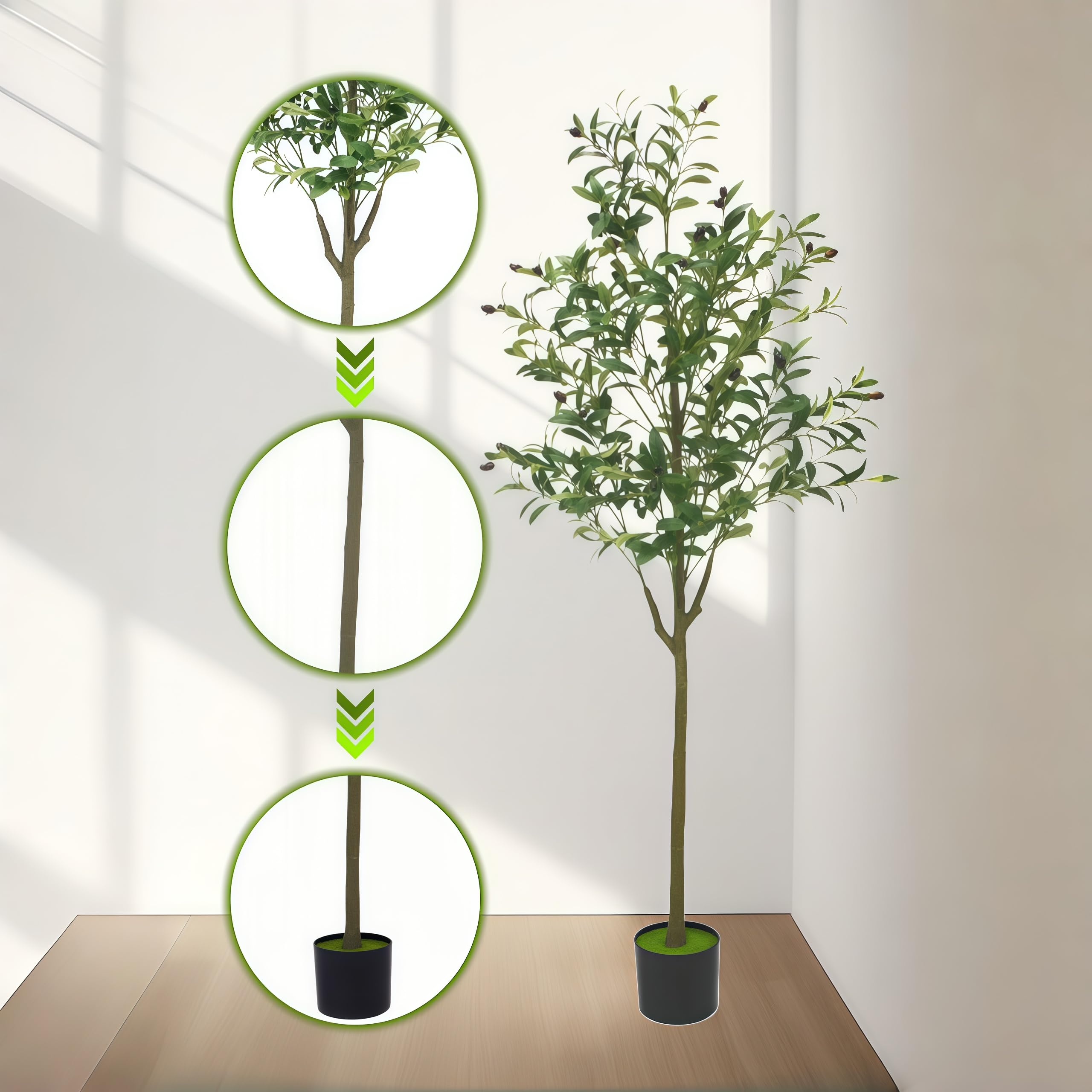 Brsazee olive tree fruit distribution for harvest-like charm
