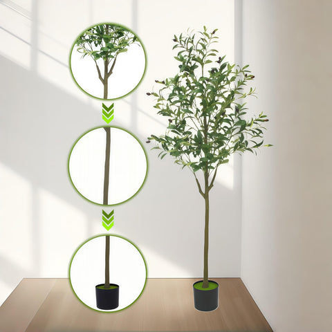 Brsazee olive tree fruit distribution for harvest-like charm