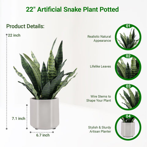 BTHM DSGN 22-inch snake plant in pot showing sturdy upright form