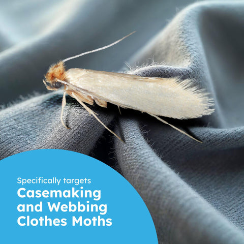 BugMD pantry moth traps use pheromone lure to attract pantry moths in cabinets.