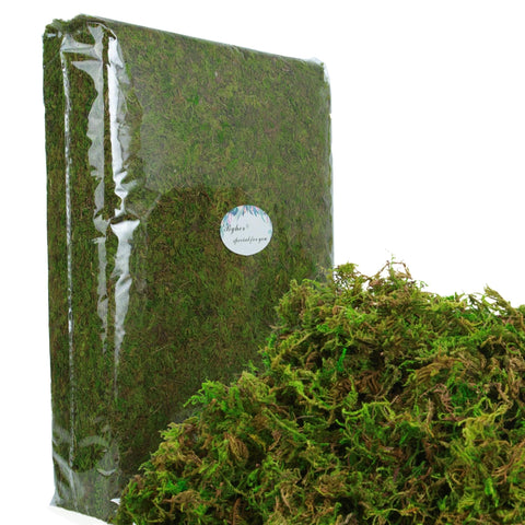 BYHER fairy garden moss provides realistic woodland look for indoor displays