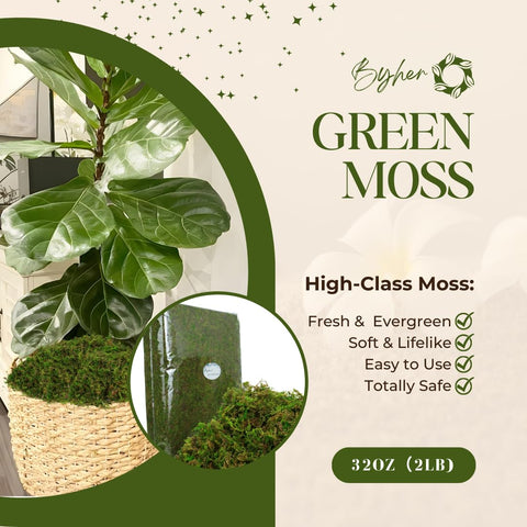 BYHER terrarium moss brings easy greenery to glass jars and planters