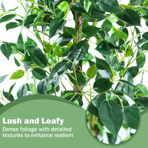 Caxchiling ficus tree in black planter enhances home or office spaces.