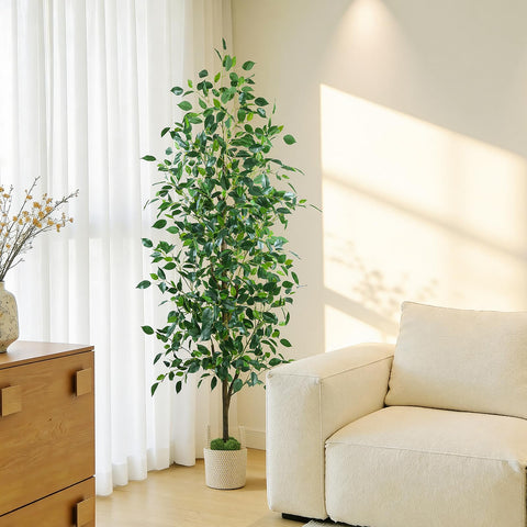 Indoor-outdoor ready Caxchiling ficus decor for hallways and entrances.