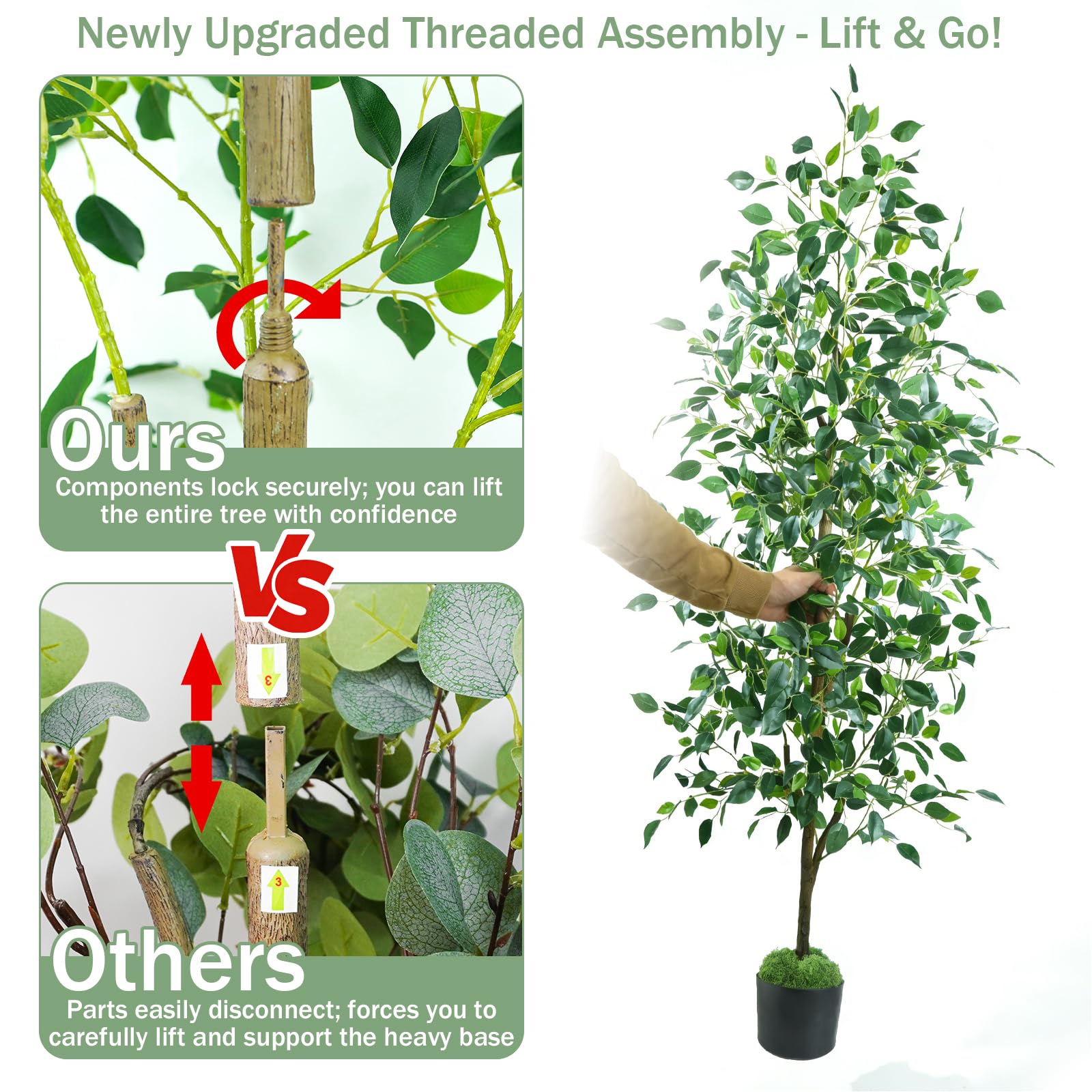 Caxchiling ficus with screw-in rod for easy setup.