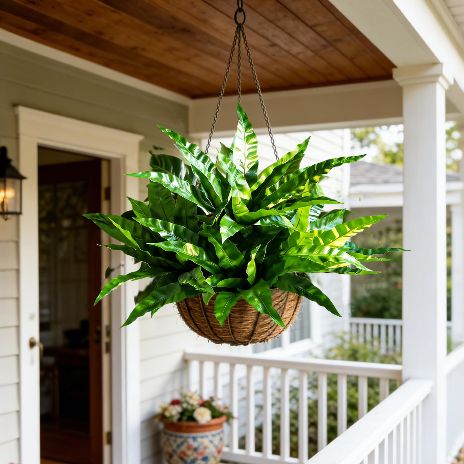 Cherica dense 35-inch fern provides a striking focal point.