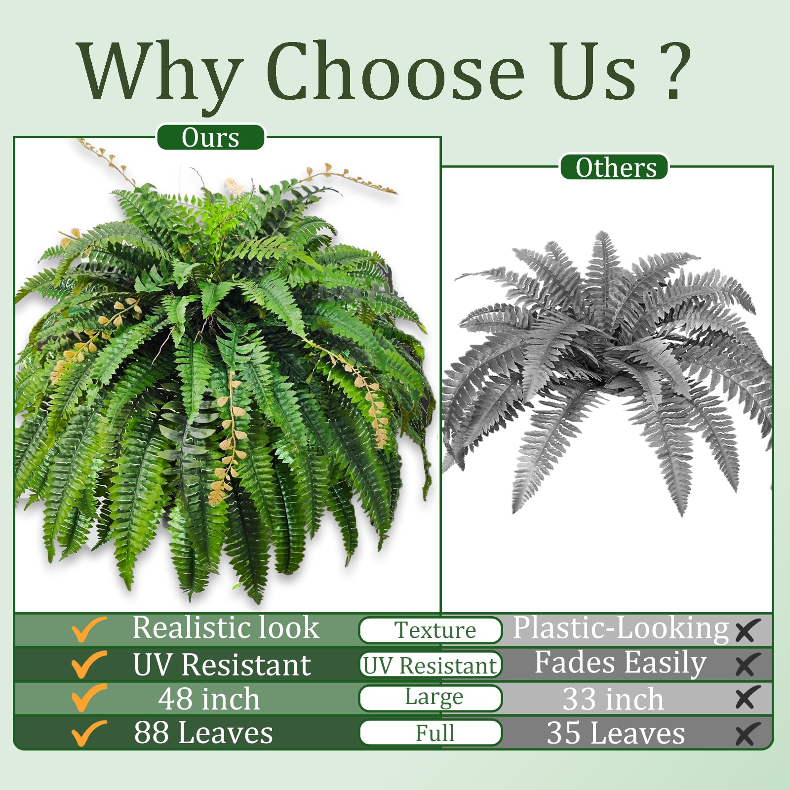 Cherica fern grouping creates a lush indoor or outdoor focal point.
