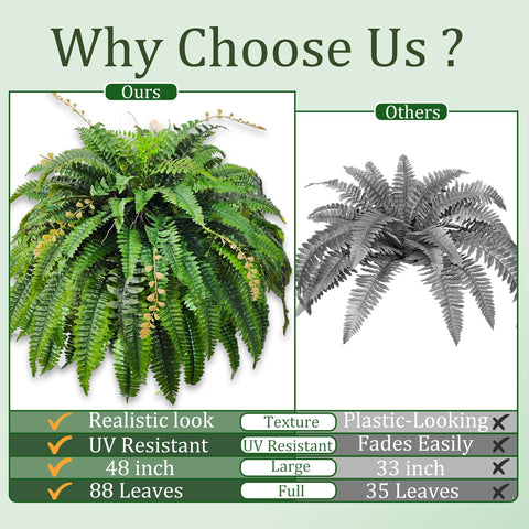 Cherica fern grouping creates a lush indoor or outdoor focal point.