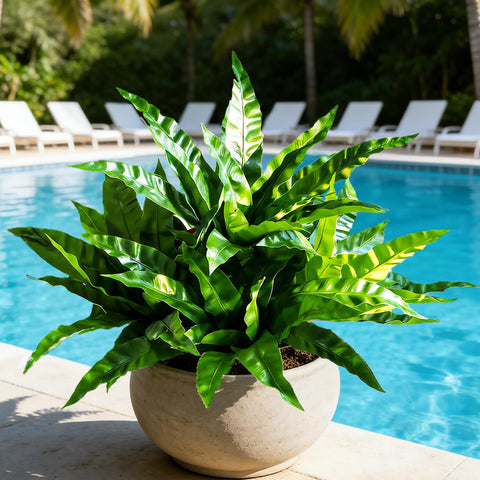 Cherica allows grouping ferns to create a lush jungle wall.