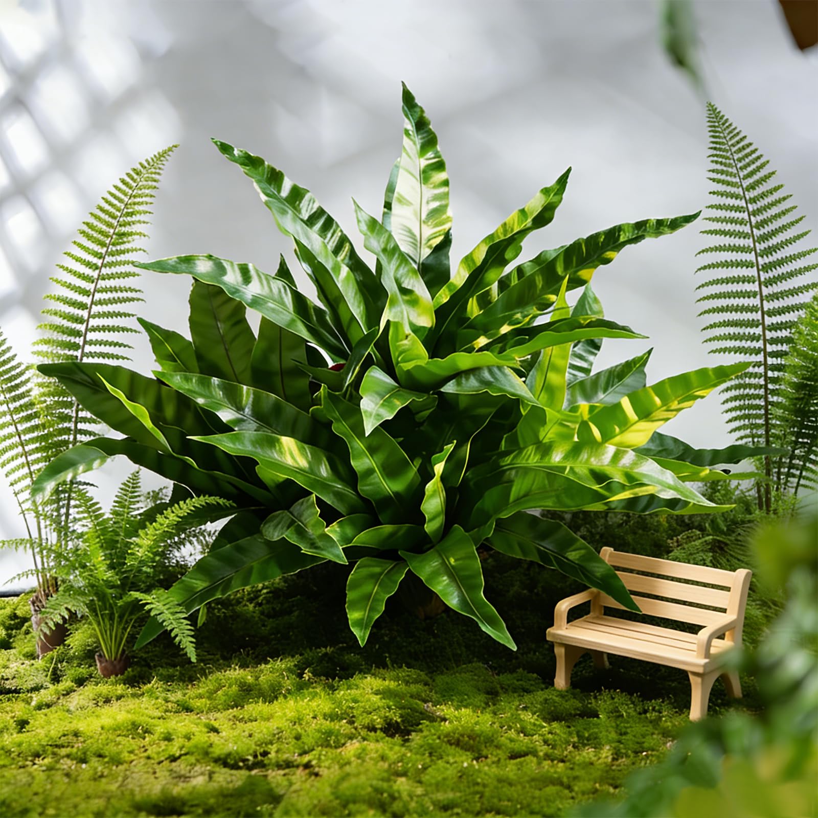Cherica low-maintenance fern—no watering or trimming required.