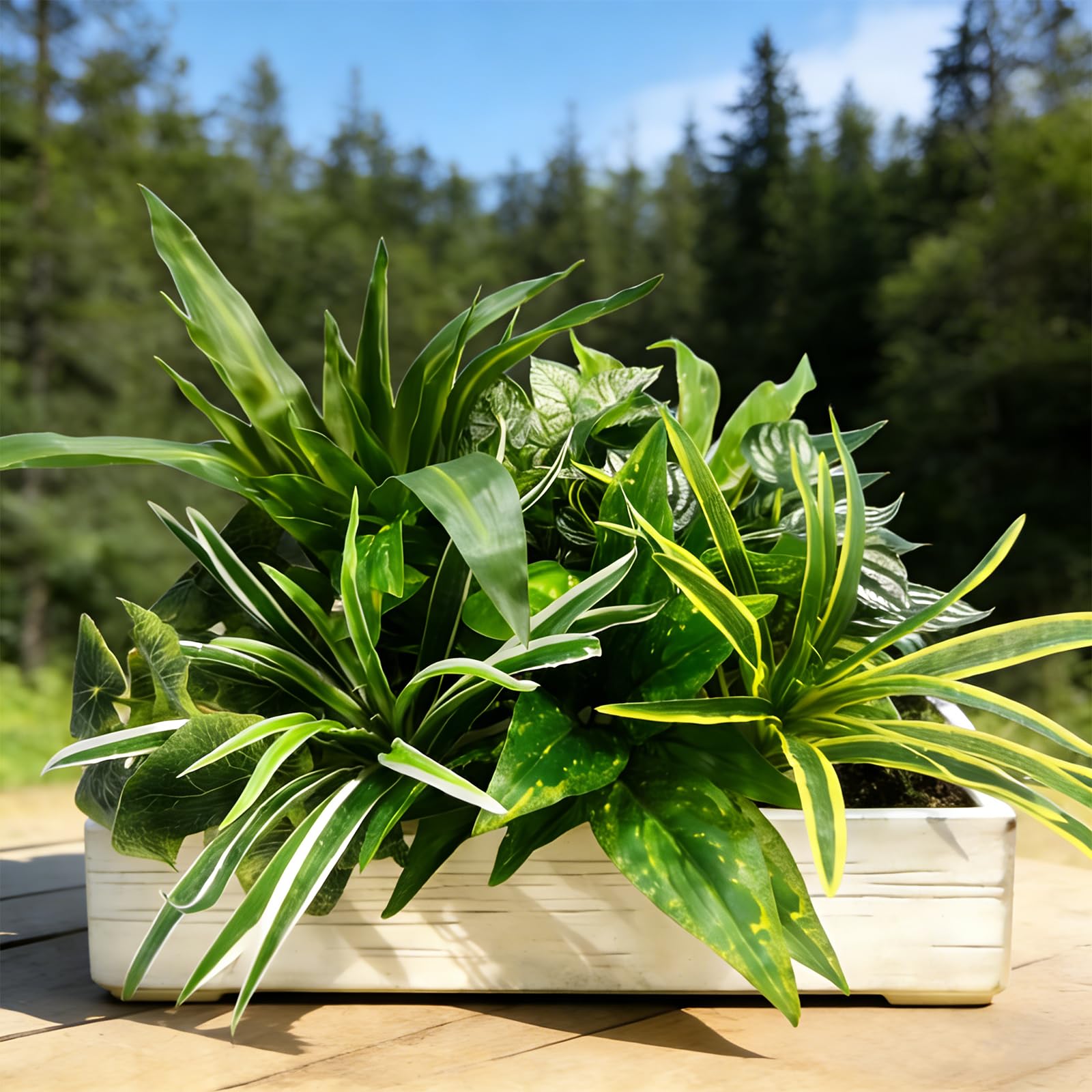 Cherica lush outdoor greenery enhances yard or entryway without upkeep.