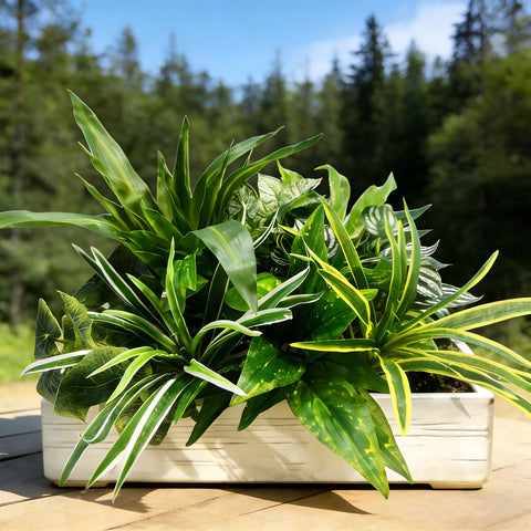 Cherica lush outdoor greenery enhances yard or entryway without upkeep.