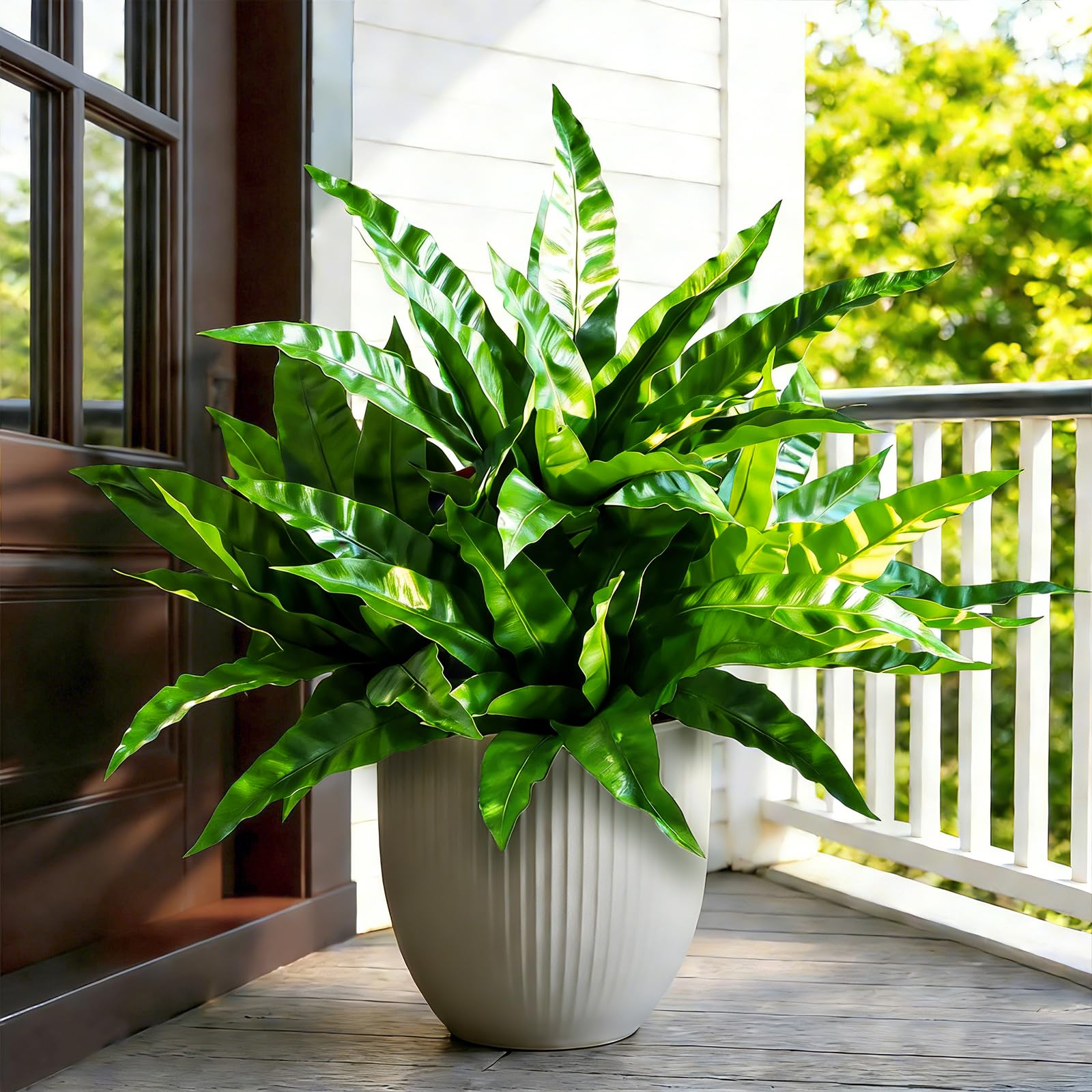 Cherica ideal for patios and balconies seeking lush greenery.