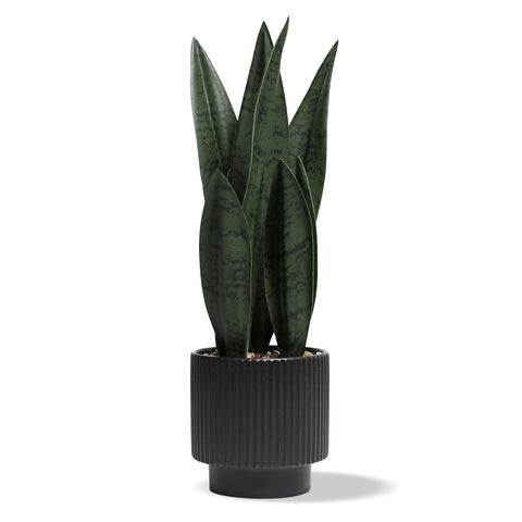 Chonsun Sansevieria snake plant in black ceramic pot on desk, effortless greenery.