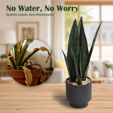Chonsun snake plant in kitchen corner complements modern decor.
