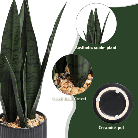 Chonsun Sansevieria plant on living room shelf adds fresh style.