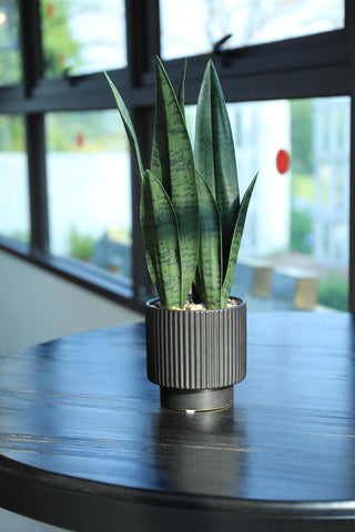 Chonsun low-maintenance Sansevieria for easy-care interiors.