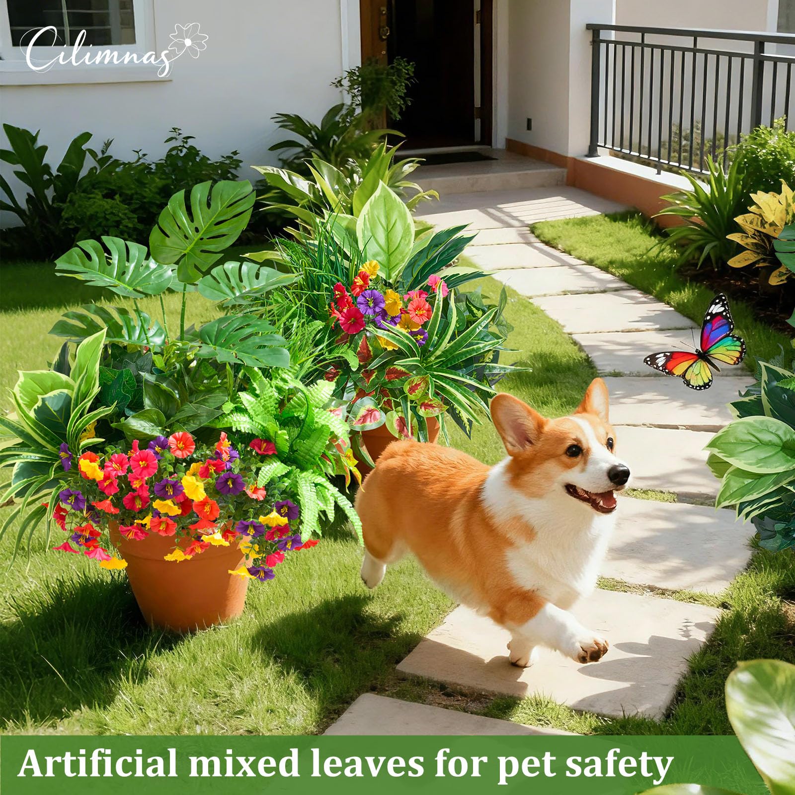 Cilimnas outdoor pet-friendly plant textures ideal for safe patio play