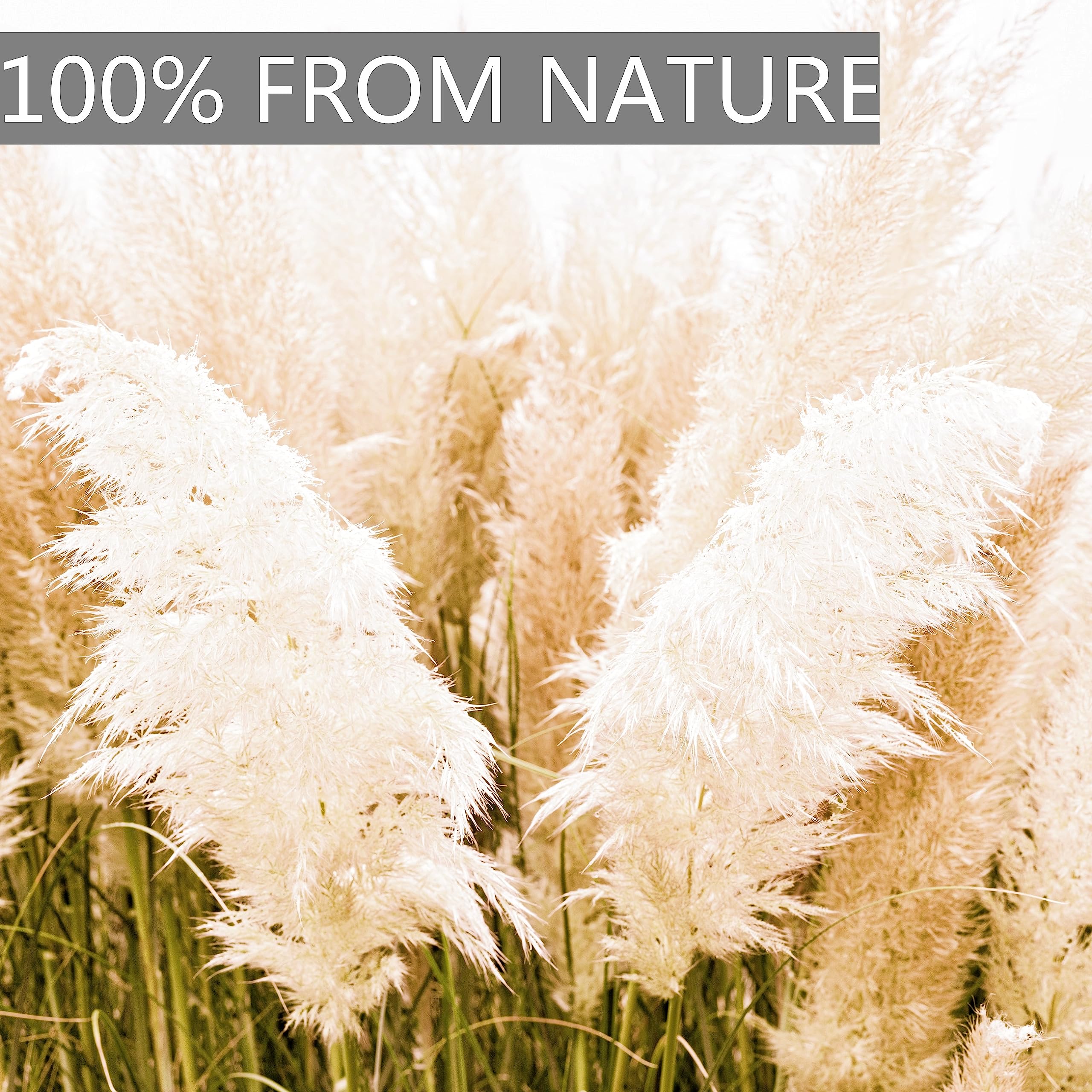 CKBT pampas grass in neutral tones brightens spaces without overpowering decor.