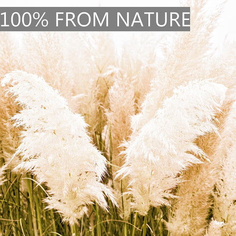 CKBT pampas grass in neutral tones brightens spaces without overpowering decor.