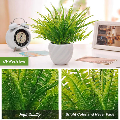 Coreland fern stems extended appearance demonstrates flexible arrangement for shelves.
