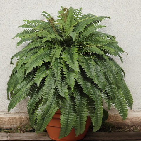 Cotlux outdoor fern helps trap dust for cleaner spaces.