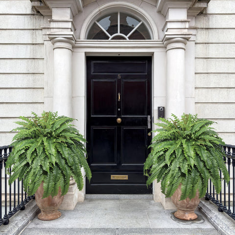 Cotlux Boston fern with 100 silk leaves enhances porch decor without watering.