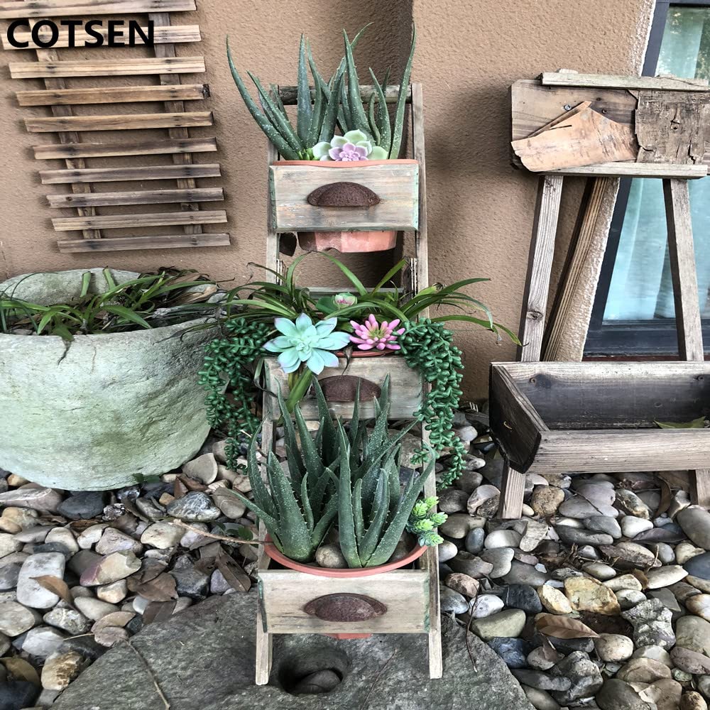 COTSEN evergreen indoor or outdoor decor for offices.