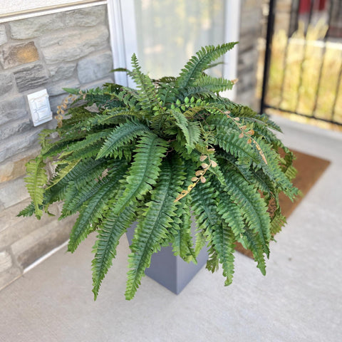 27-inch stems unfold to a 50-inch diameter for full display.