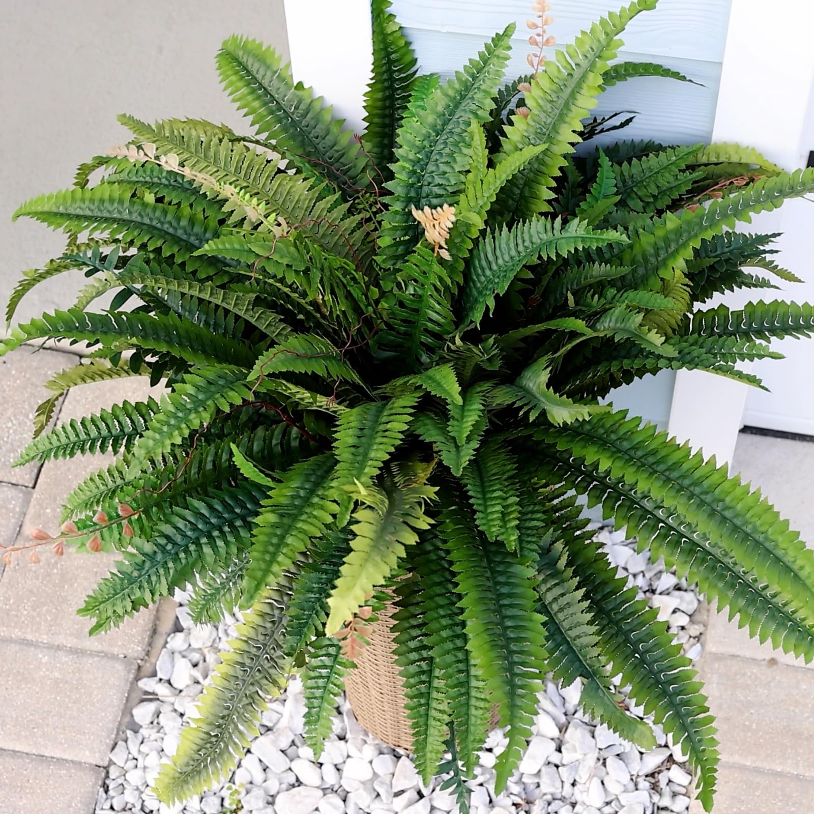 CQURE Boston fern close-up highlights natural color tones.