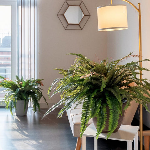 CQURE four-pack provides ready greenery for multiple spaces without upkeep.