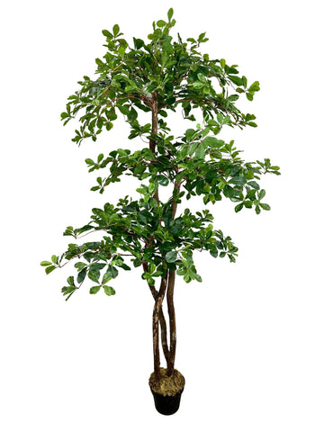 Cypress and Alabaster 6.5ft black olive leaf tree with real wood trunk for timeless elegance.