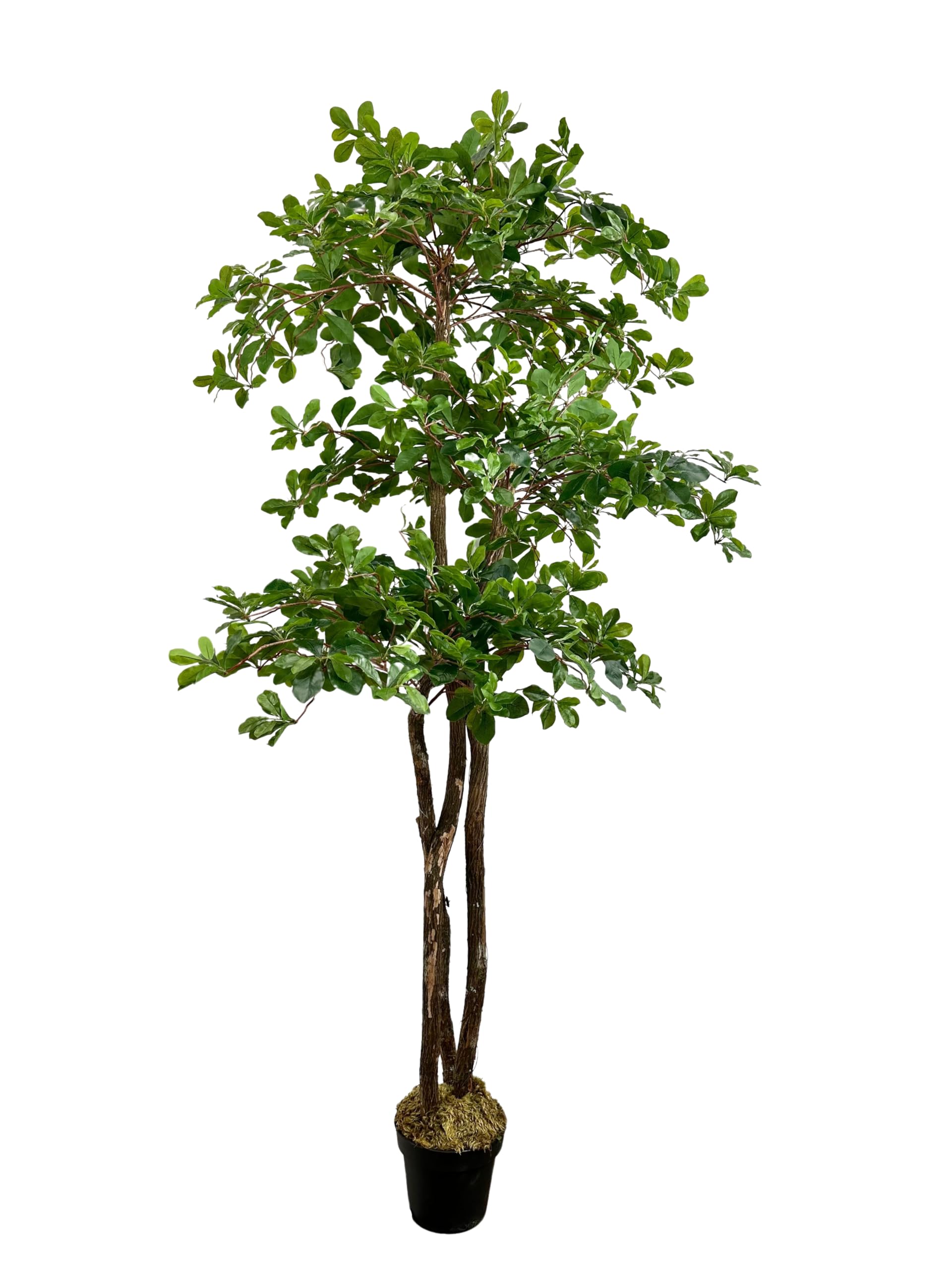 Cypress and Alabaster 6.5-foot olive tree works well in busy living rooms.