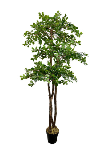 Cypress and Alabaster 6.5-foot olive tree works well in busy living rooms.