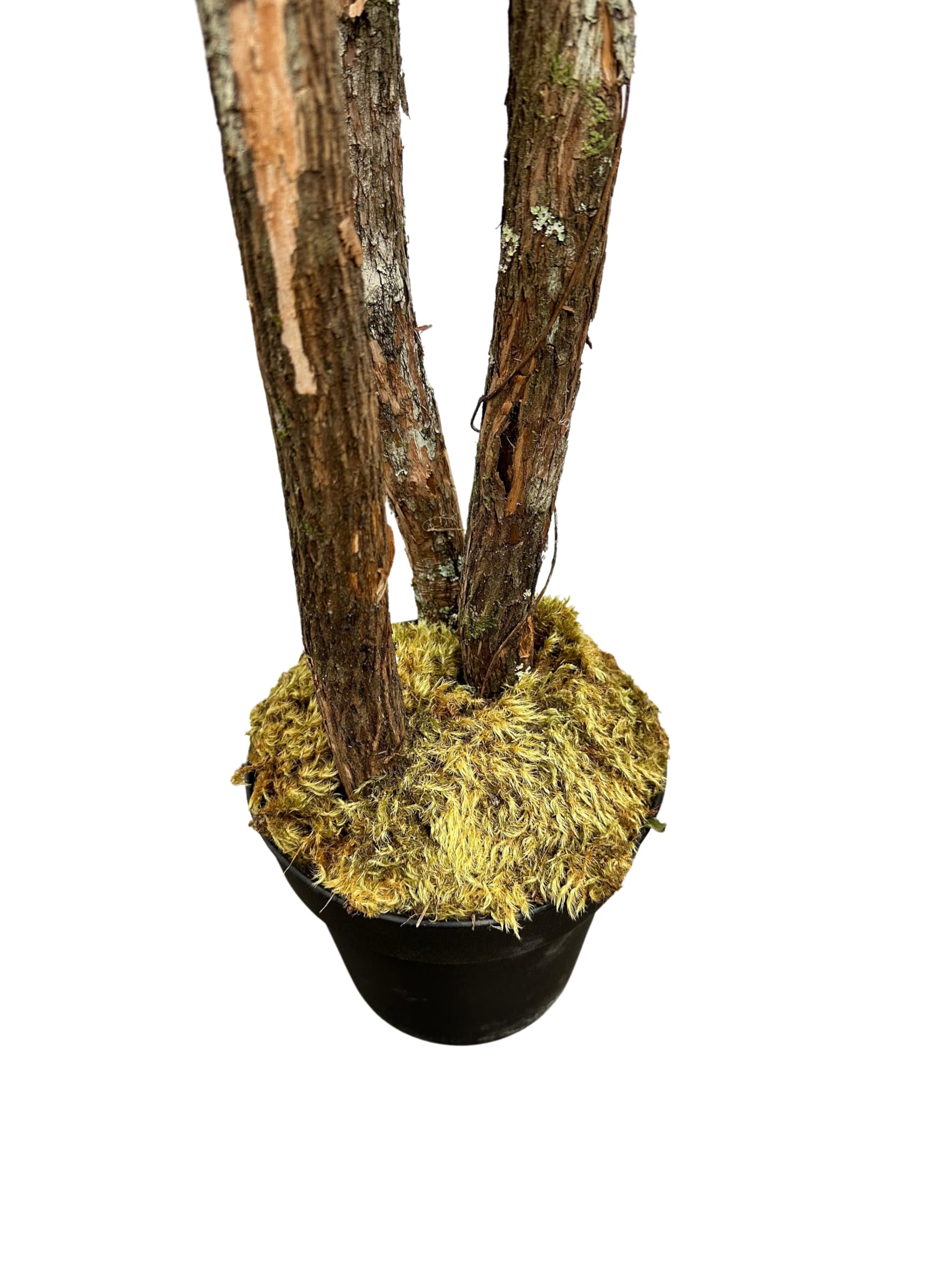 Cypress and Alabaster real moss accents add natural texture to design.