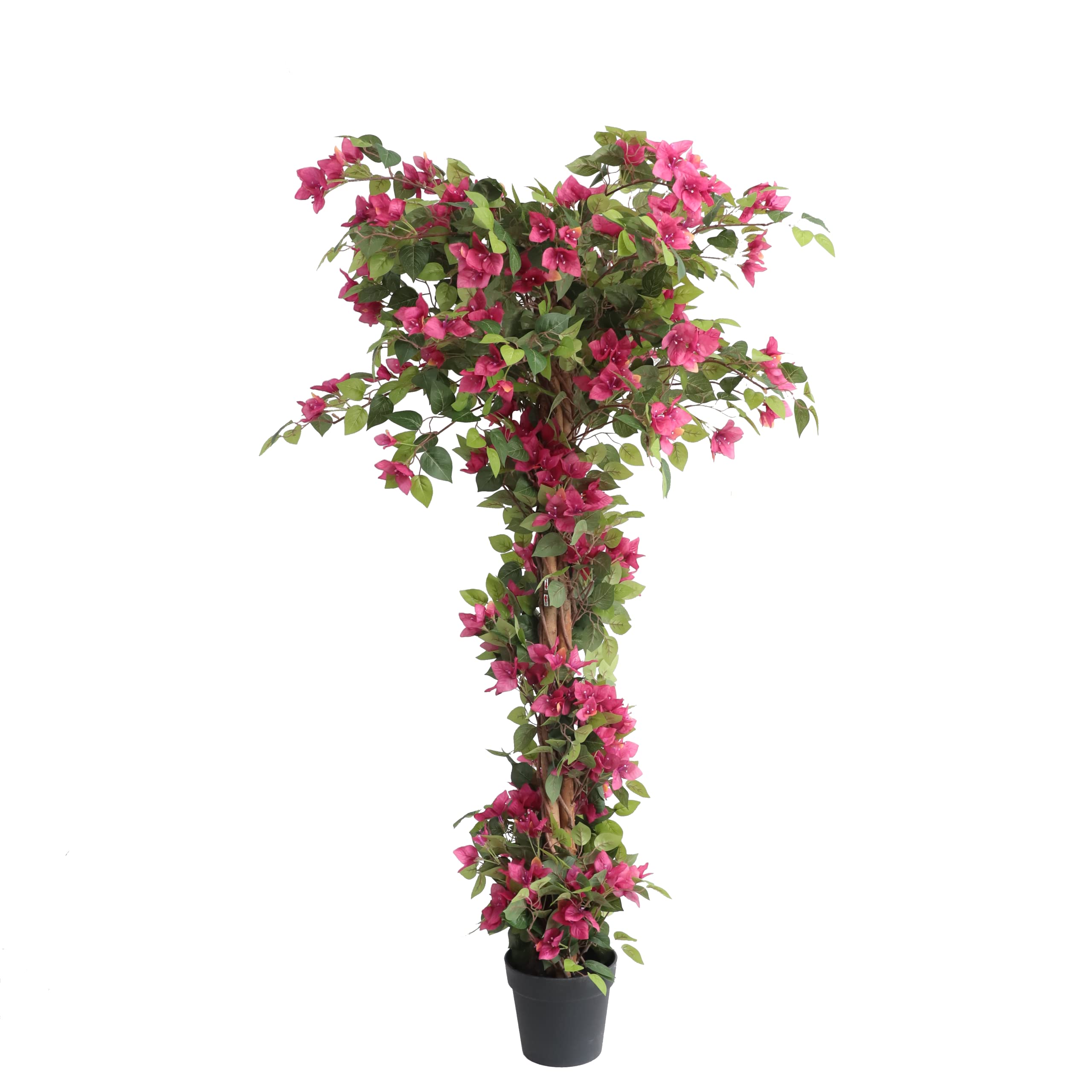 Damomo Bougainvillea Tree 63-inch full view for indoor and outdoor decor