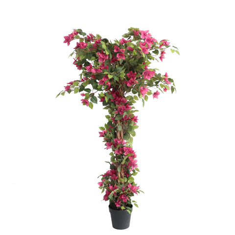 Damomo Bougainvillea Tree 63-inch full view for indoor and outdoor decor