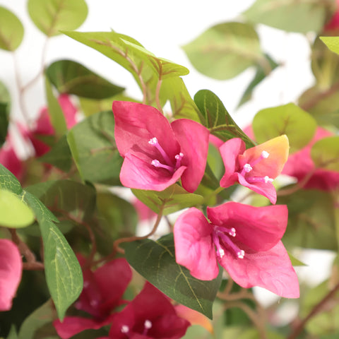 Damomo Bougainvillea Tree 63-inch trunk and vines detail