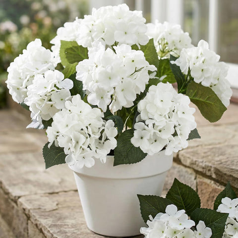 Daynight hydrangea closeup-3 reveals UV-resistant petals that stay bright.