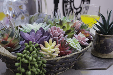 DECOROUS low-maintenance greenery for busy homes.