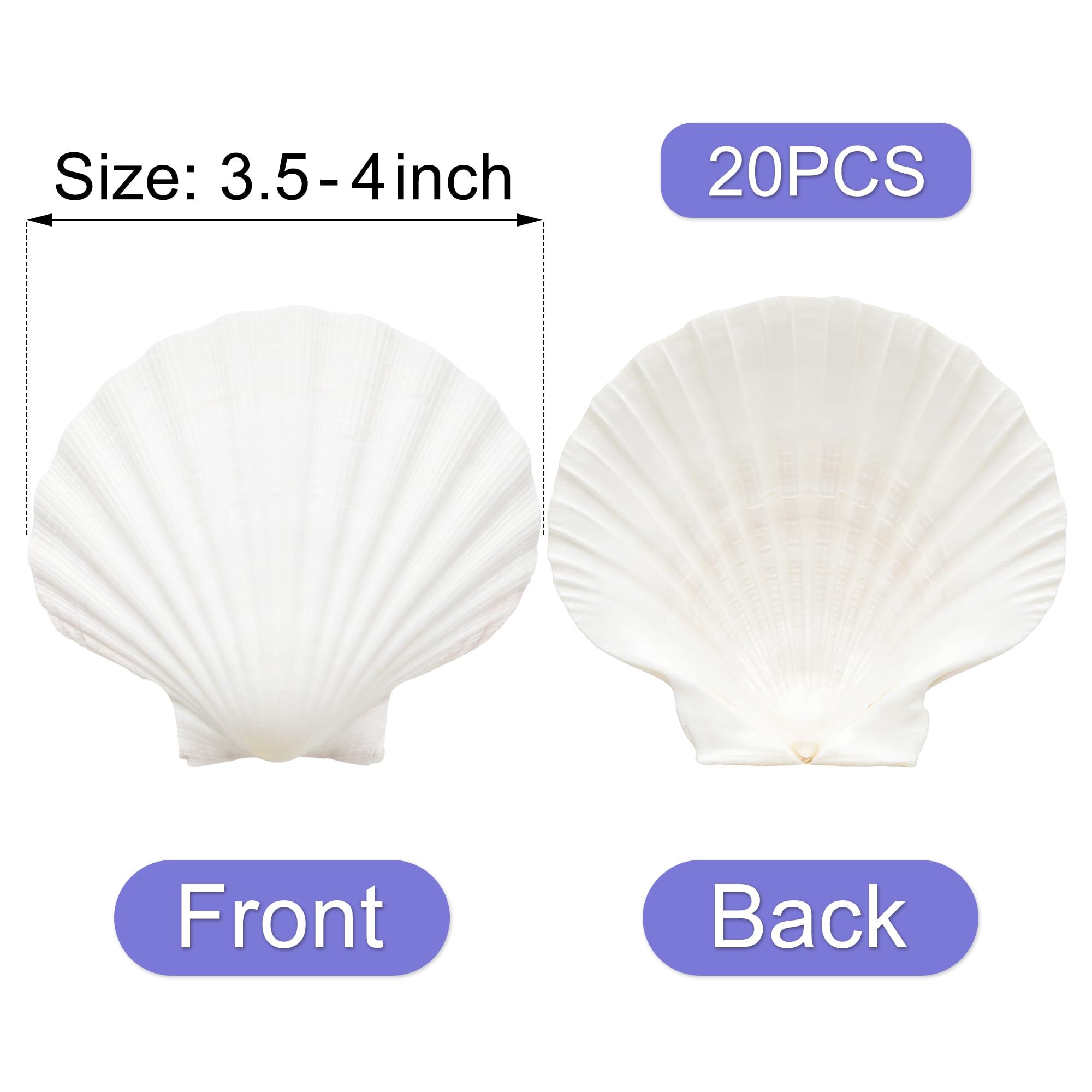 Denking scallop shells are handpicked and cleaned, ready for crafts and natural decor.
