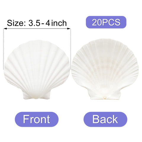 Denking scallop shells are handpicked and cleaned, ready for crafts and natural decor.
