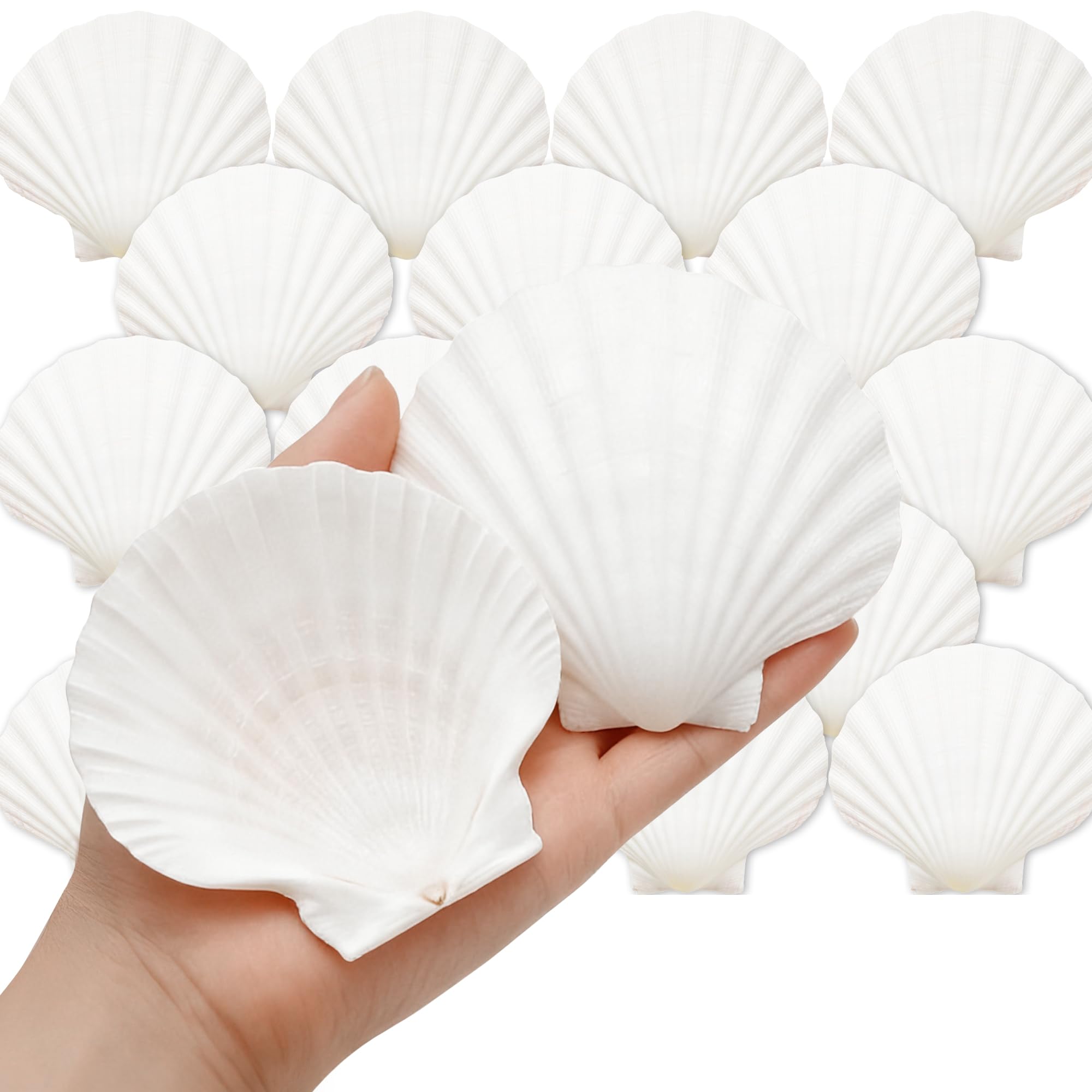 Denking scallop shells with uniform 3.5-4 inch size, ideal for cohesive table settings.